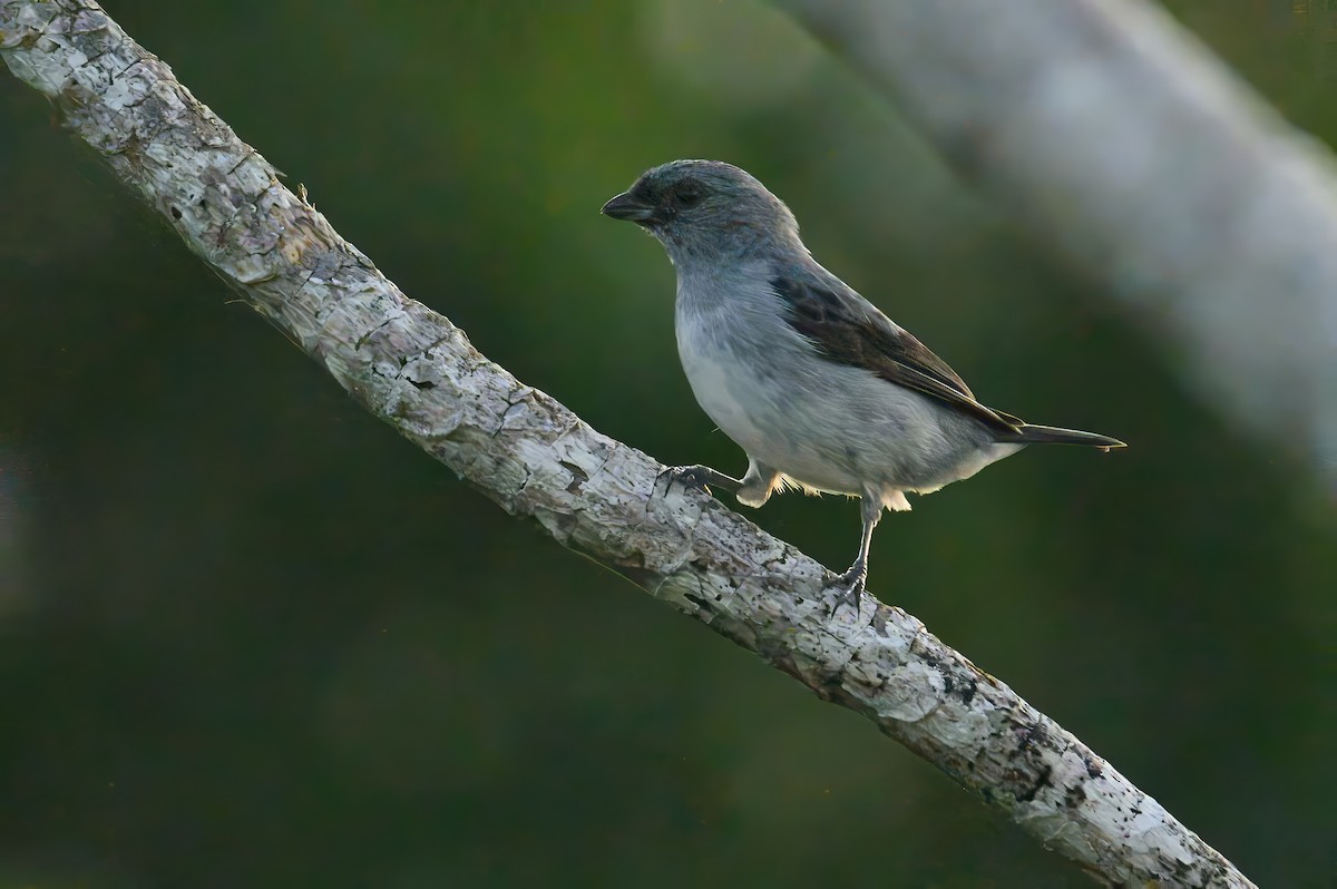 Plain-colored Tanager - ML620678387