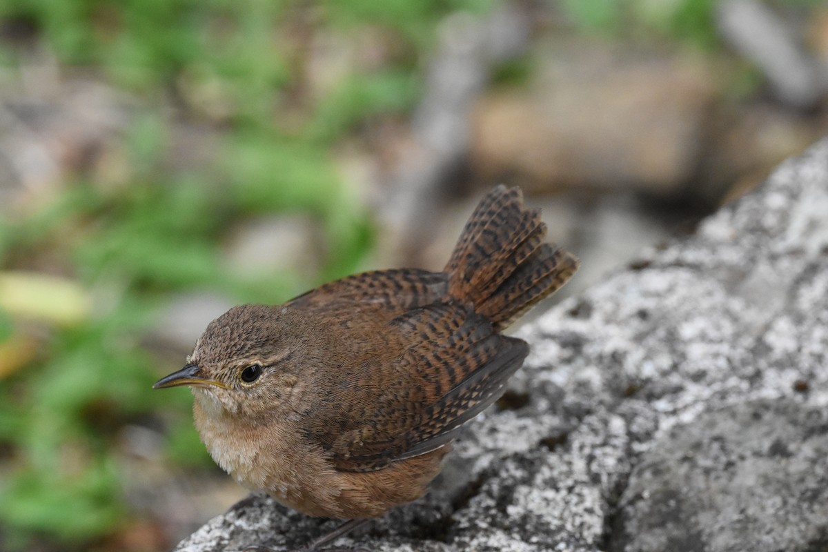 House Wren - ML620678396