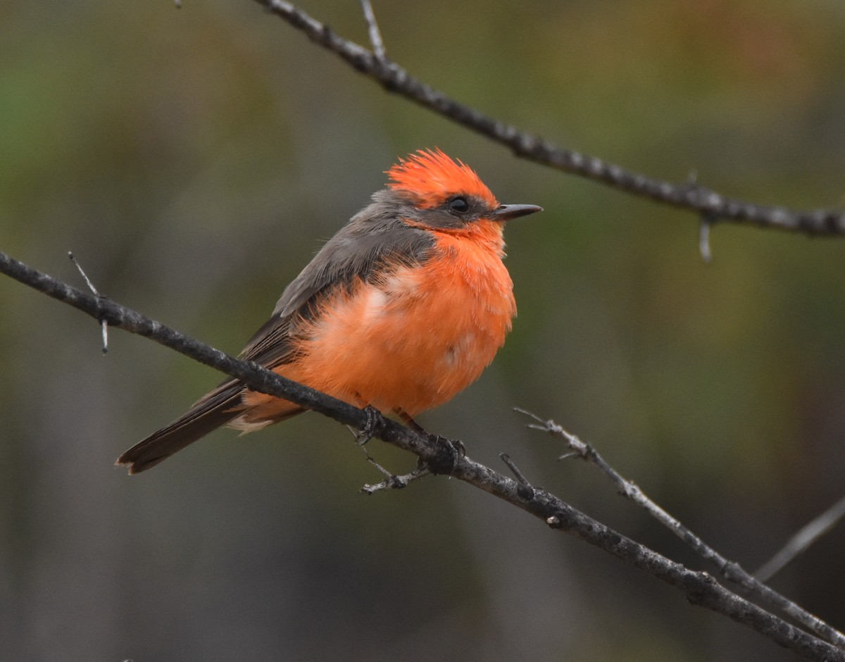 Vermilion Flycatcher - ML620678397