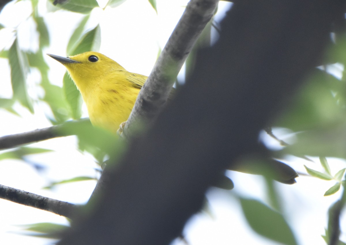 Yellow Warbler - ML620678406