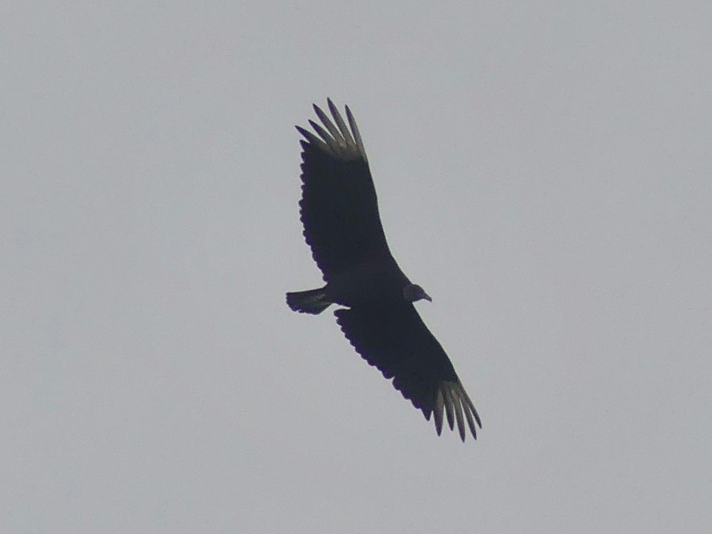 Black Vulture - ML620678413