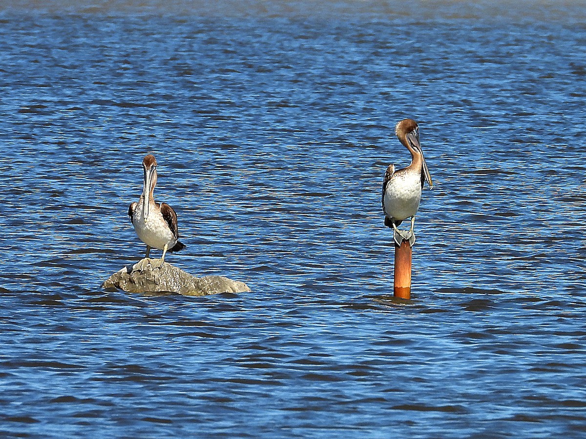 Brown Pelican - ML620678414