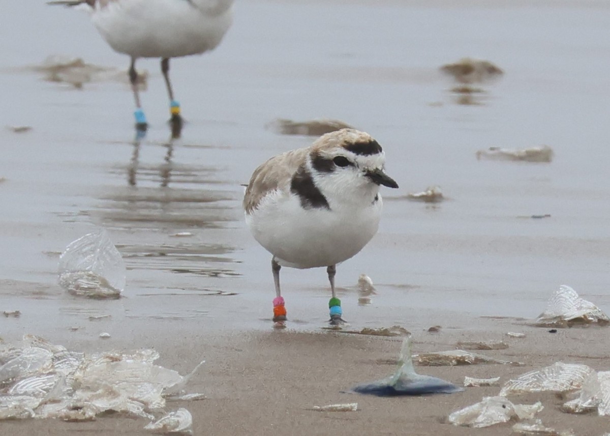 Snowy Plover - ML620678415