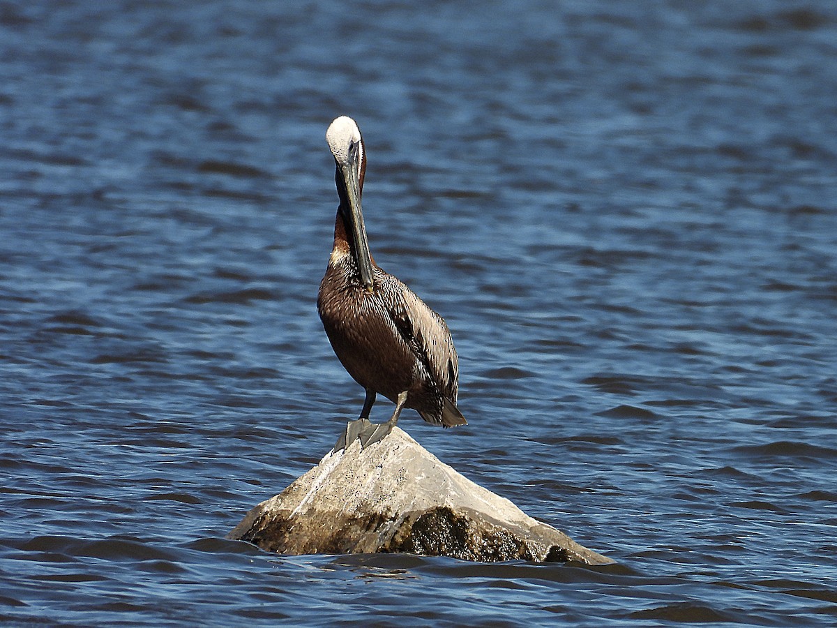 Brown Pelican - ML620678418