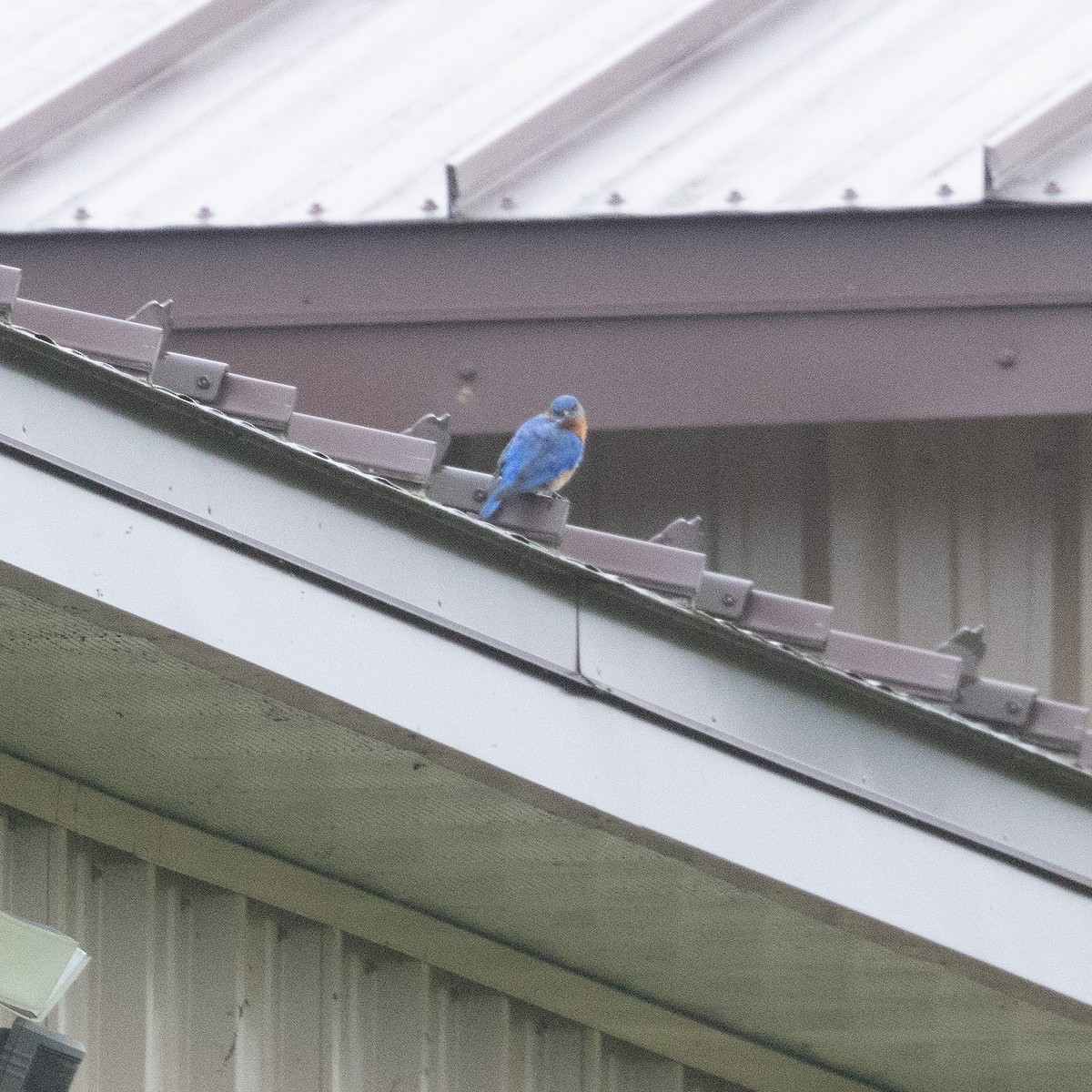 Eastern Bluebird - ML620678421