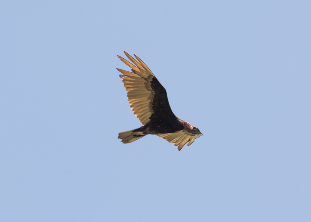 Turkey Vulture (Northern) - ML620678423