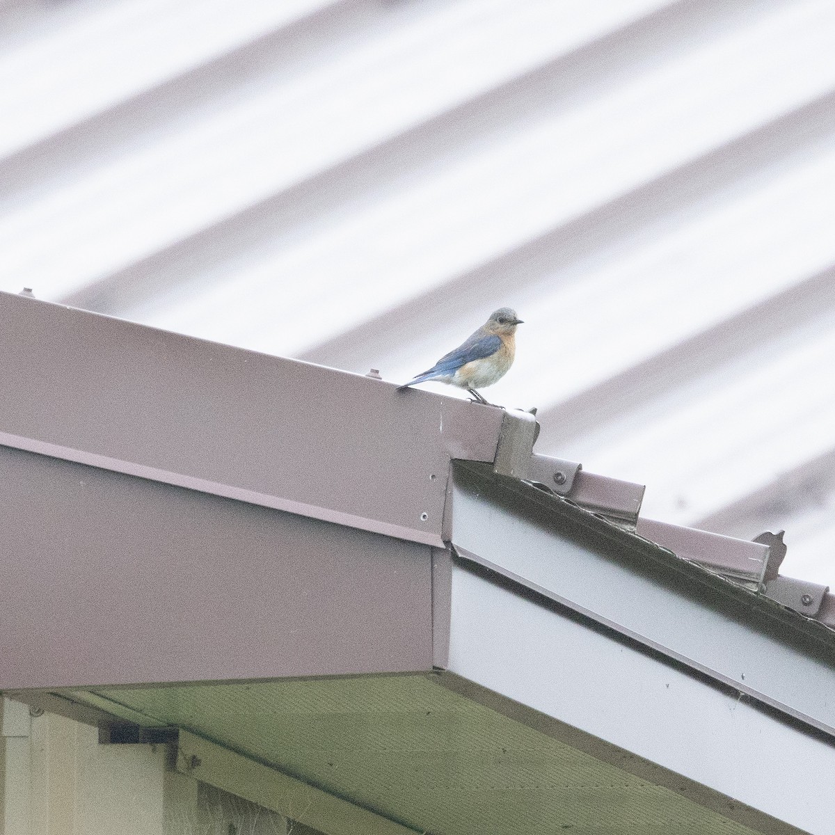 Eastern Bluebird - Mary McKitrick