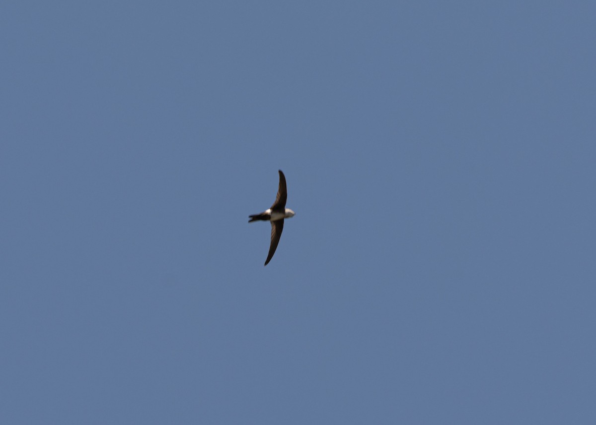 Antillean Palm Swift - ML620678425