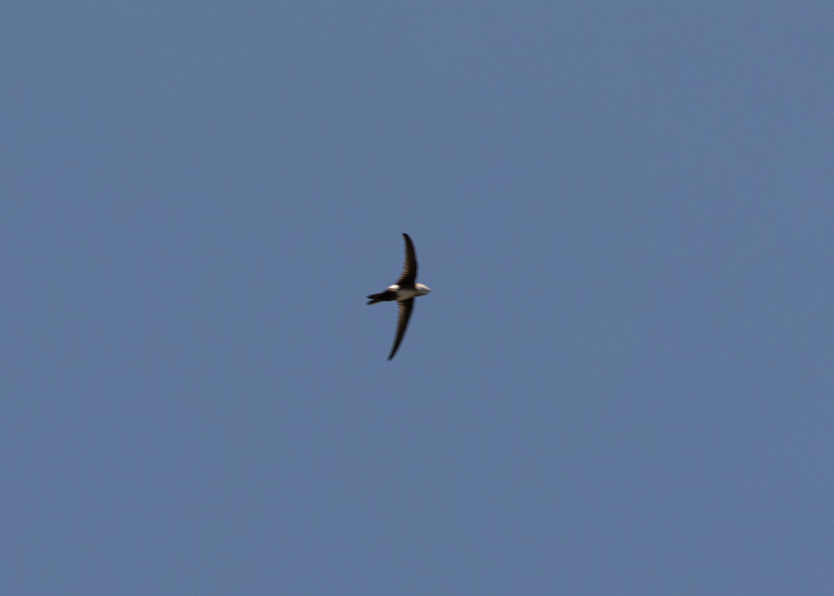 Antillean Palm Swift - ML620678426