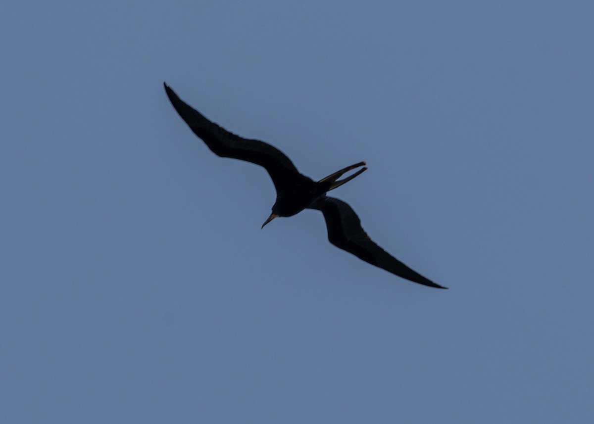 Magnificent Frigatebird - ML620678428