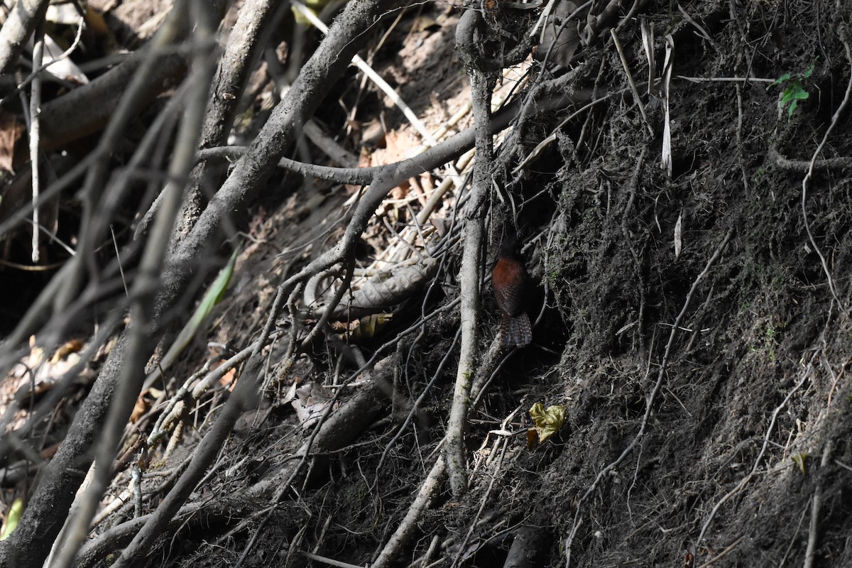 Bay Wren - Jerry Davis