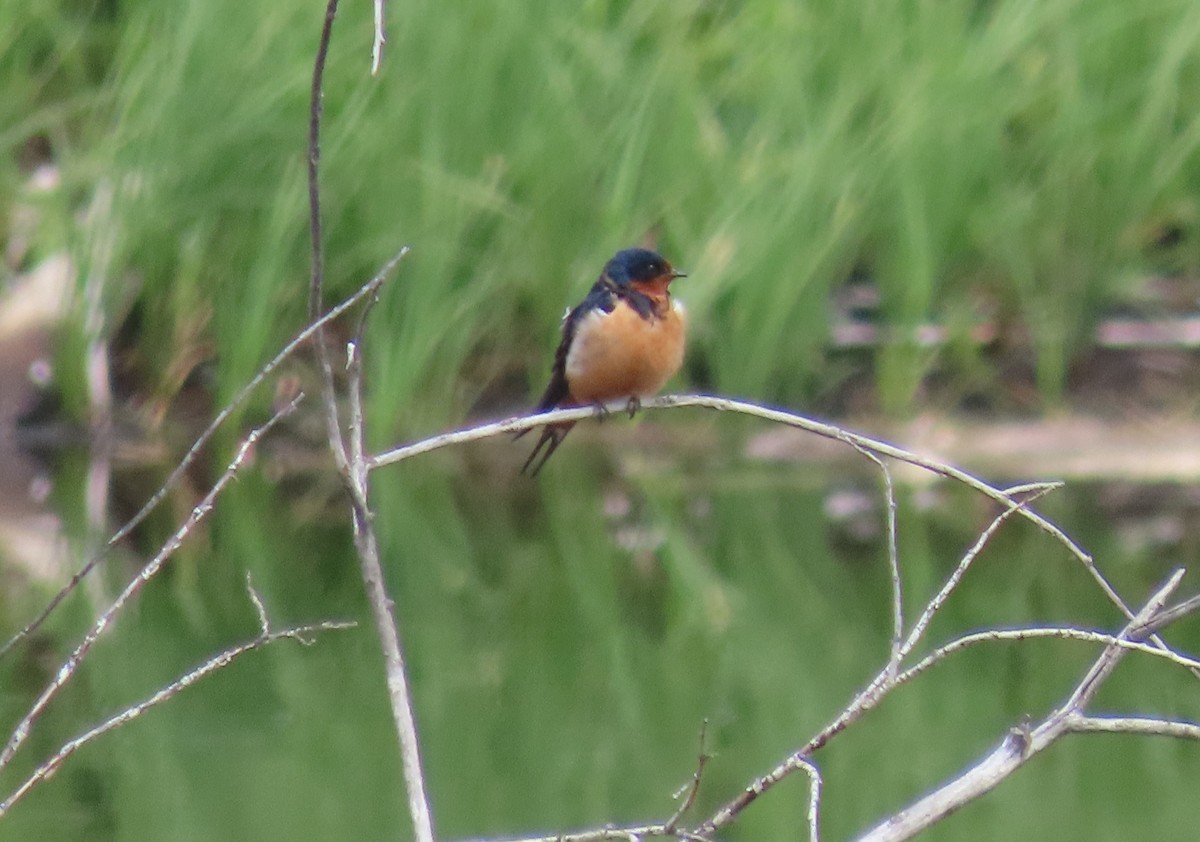 Barn Swallow - ML620678433