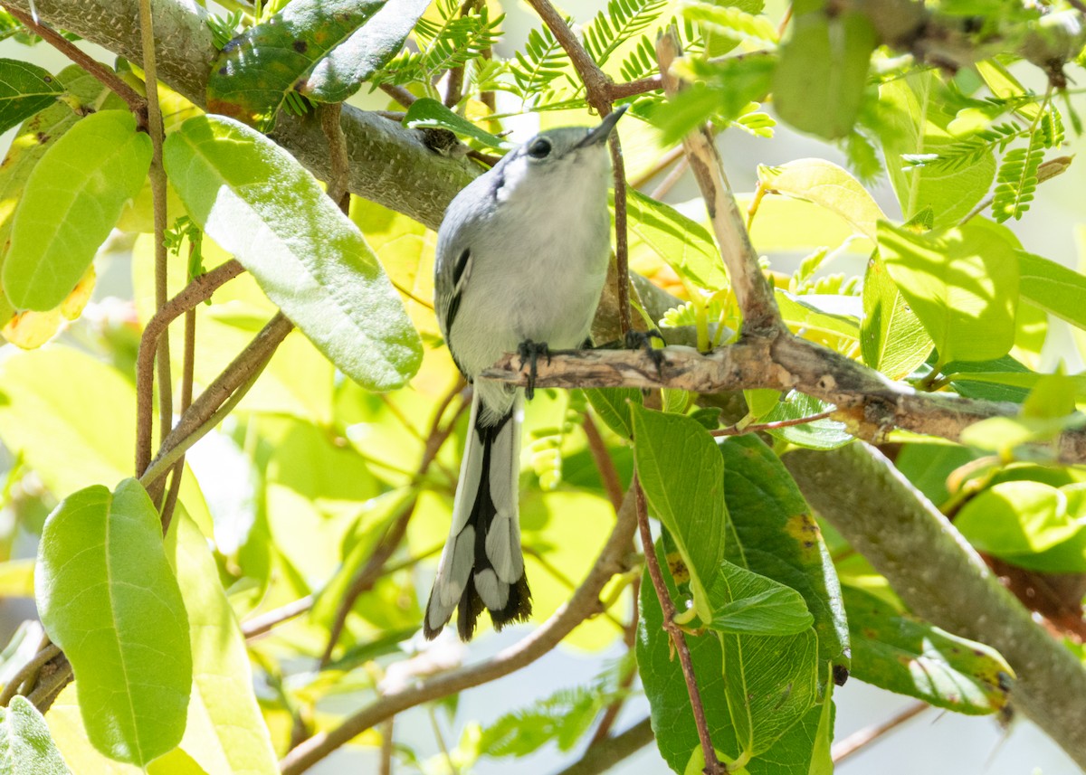 Cuban Gnatcatcher - ML620678435