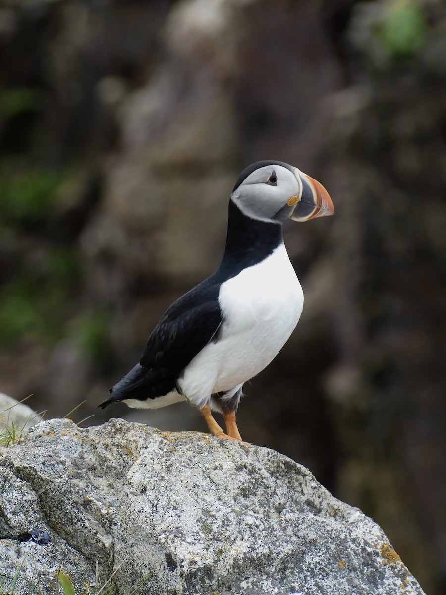 Atlantic Puffin - ML620678438