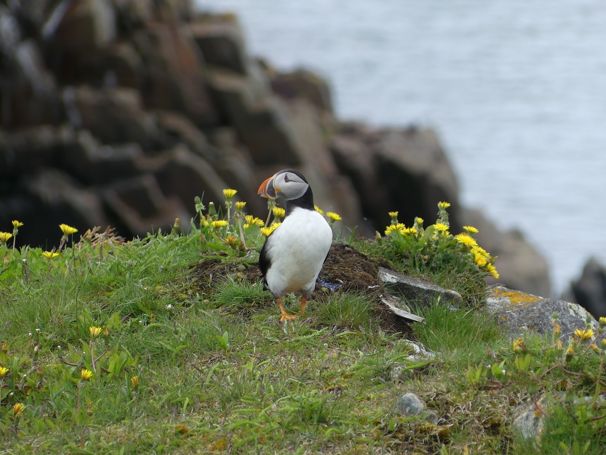 Atlantic Puffin - ML620678439