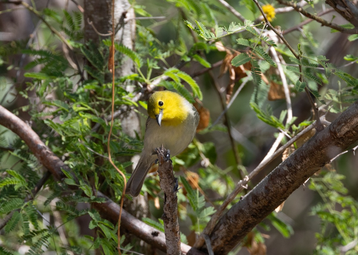 Yellow-headed Warbler - Silvia Faustino Linhares