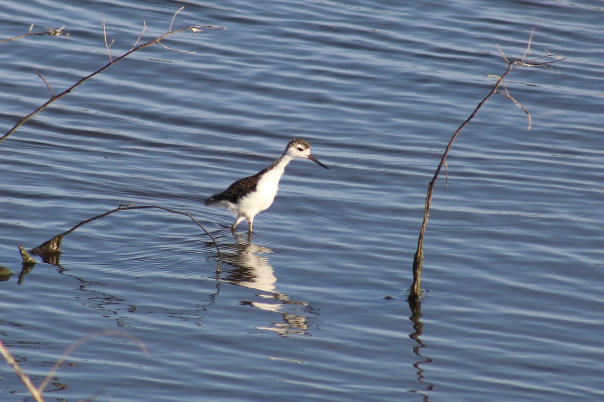 Black-necked Stilt - ML620678453