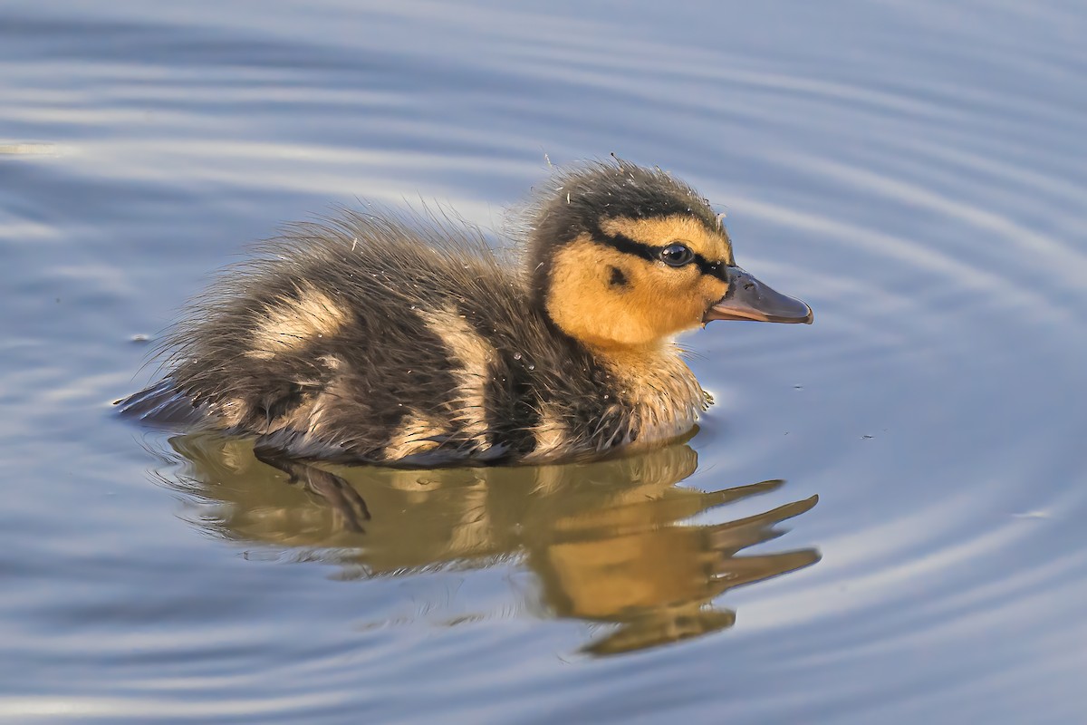 Canard colvert - ML620678456