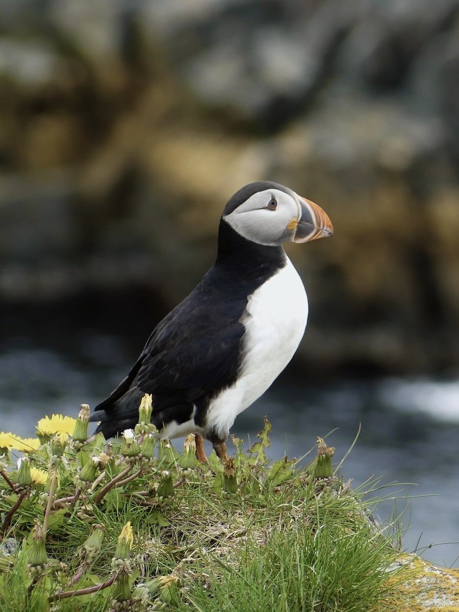 Atlantic Puffin - ML620678458