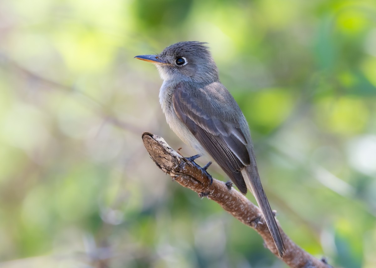 Cuban Pewee - ML620678491