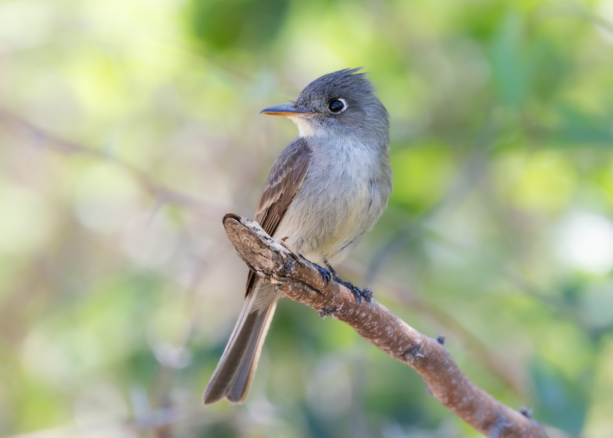 Cuban Pewee - ML620678494