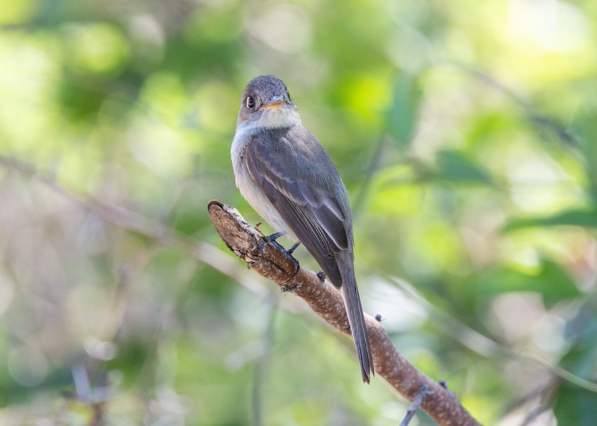 Cuban Pewee - ML620678496