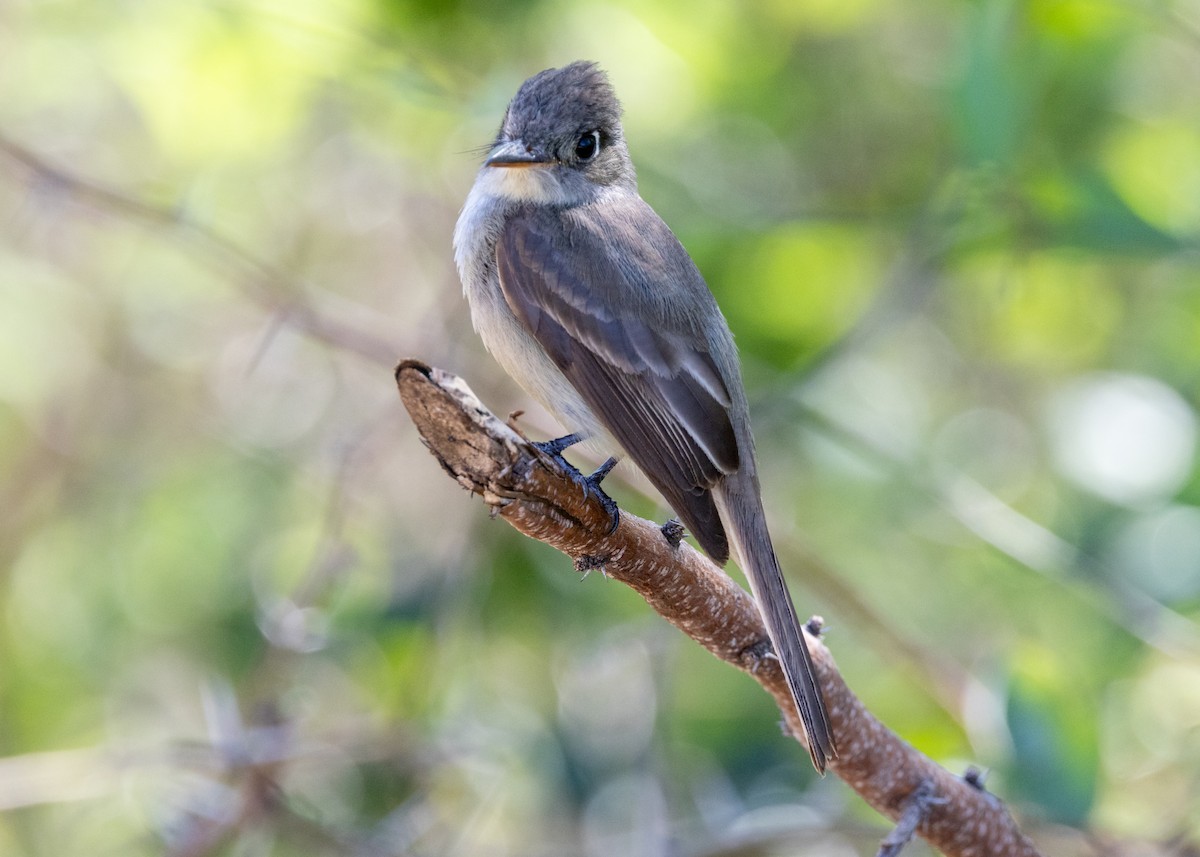 Cuban Pewee - Silvia Faustino Linhares