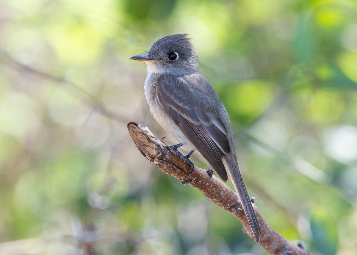 Cuban Pewee - ML620678498