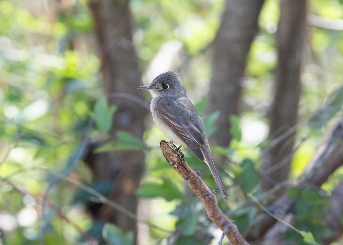 Cuban Pewee - ML620678500