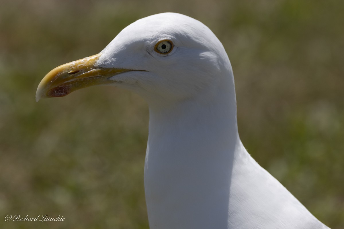 Herring Gull - ML620678508