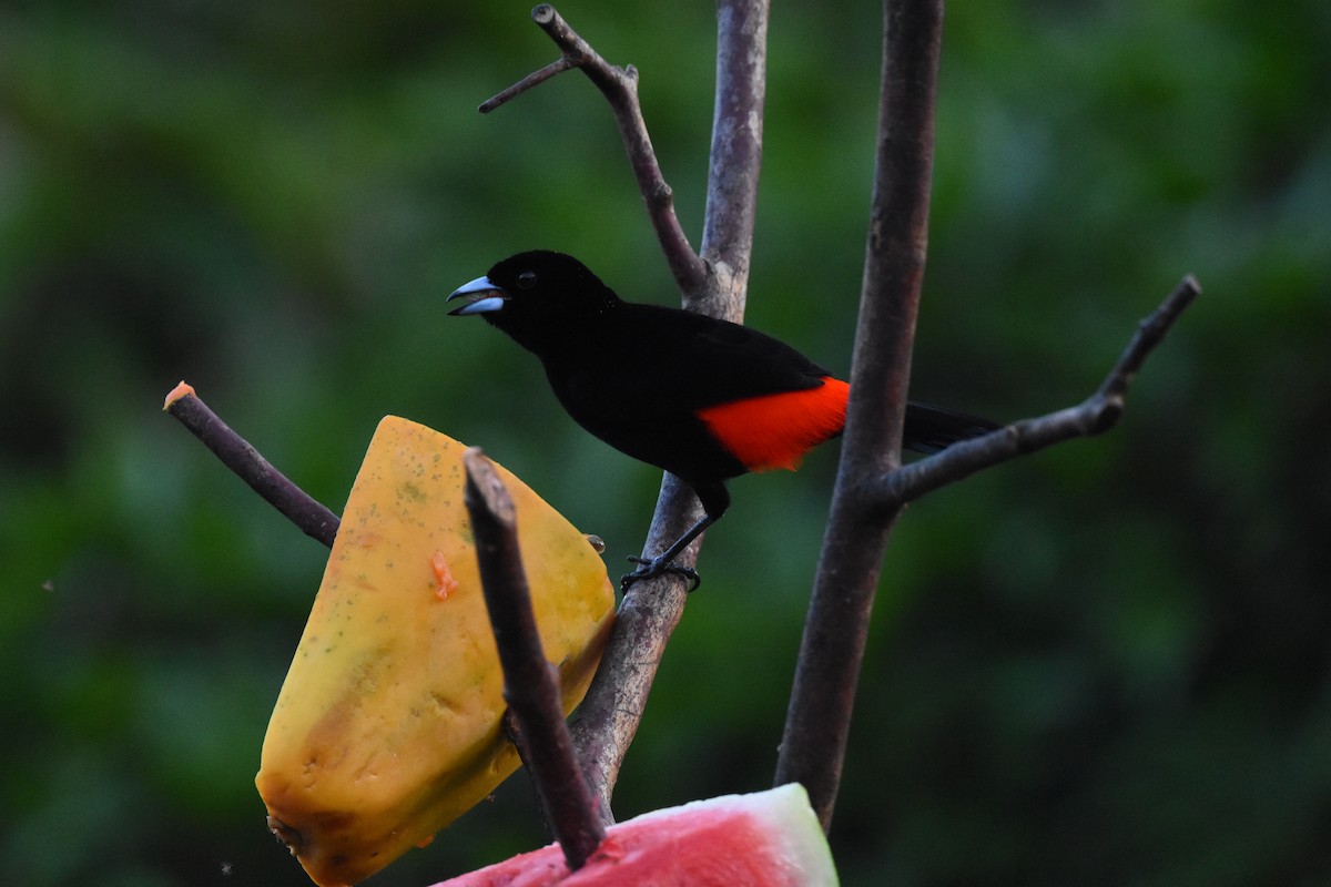 Scarlet-rumped Tanager - ML620678513