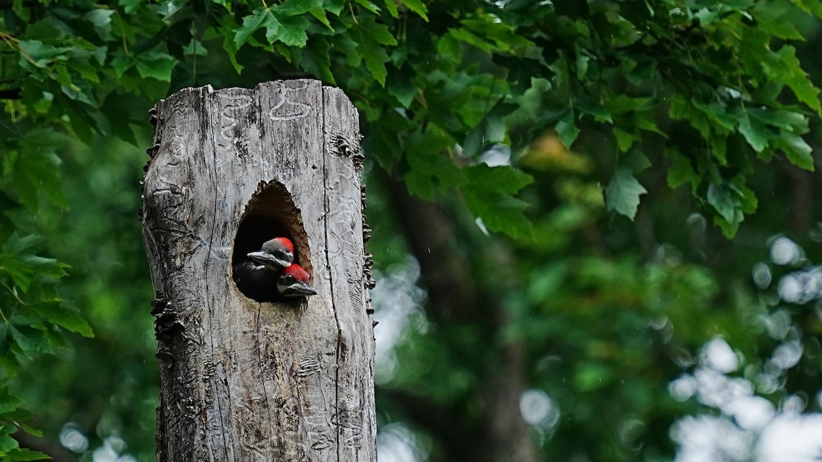 Pileated Woodpecker - ML620678515