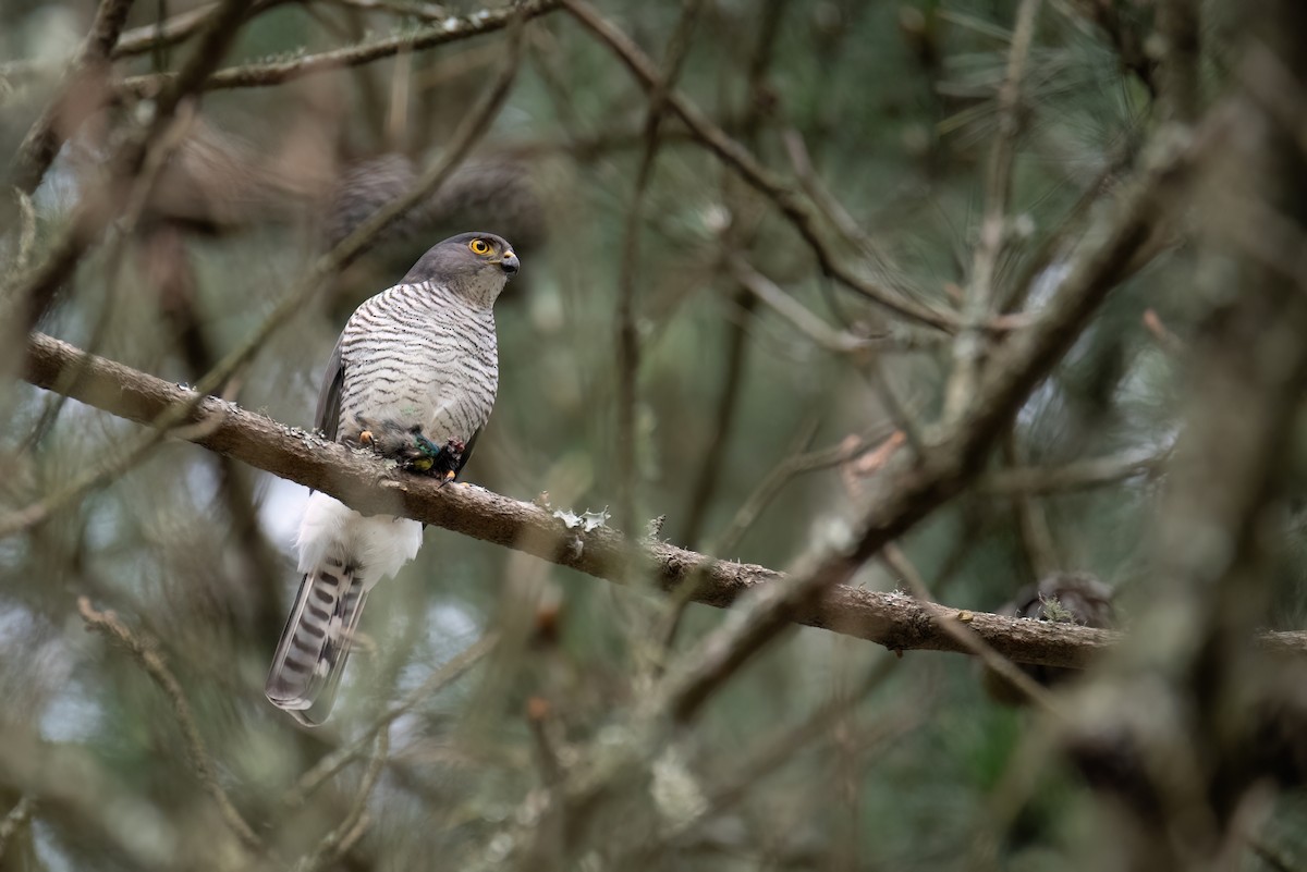 Little Sparrowhawk - ML620678517