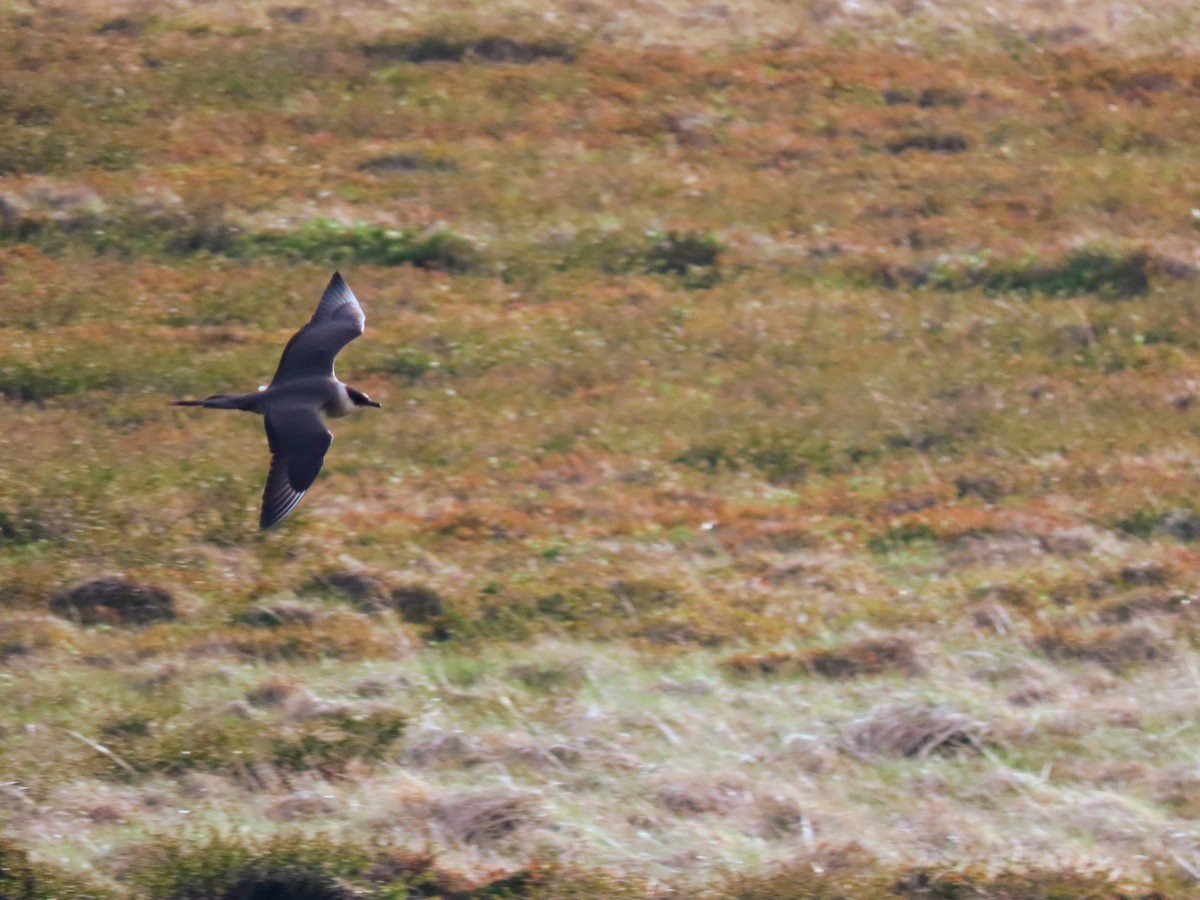 Parasitic Jaeger - ML620678518