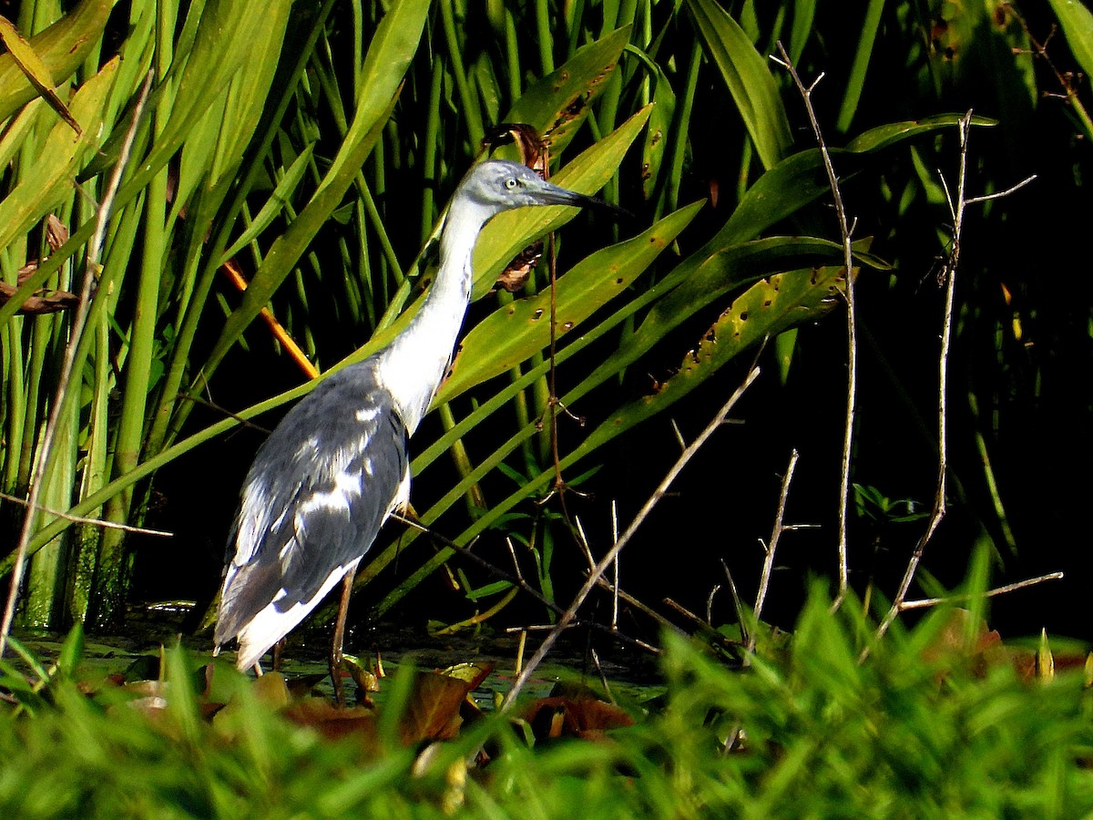 Little Blue Heron - ML620678521