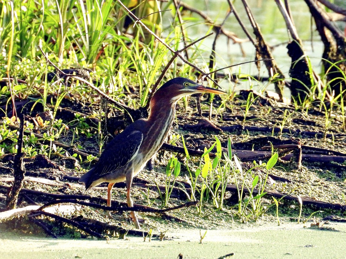 Green Heron - ML620678528