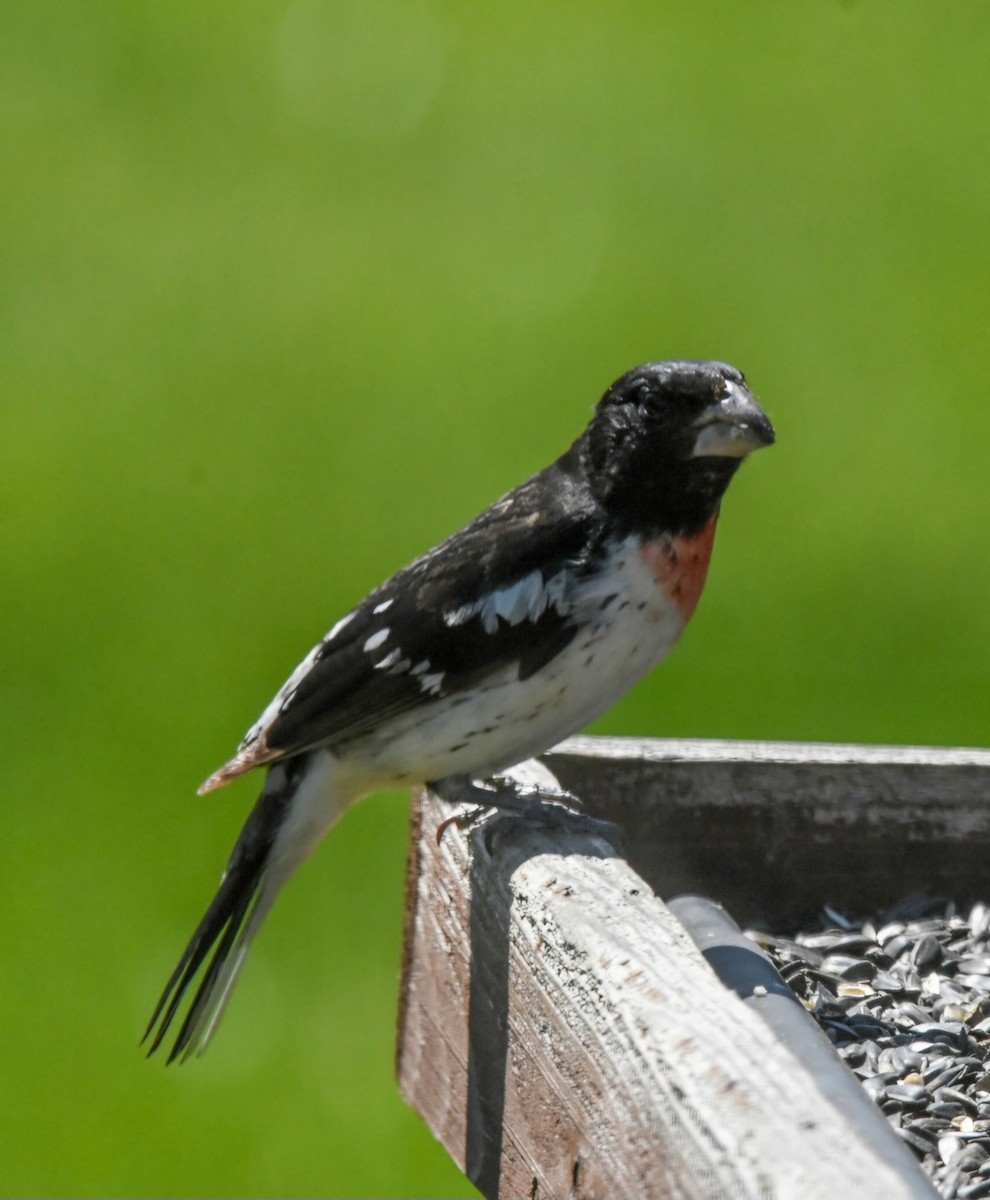 Rose-breasted Grosbeak - ML620678529