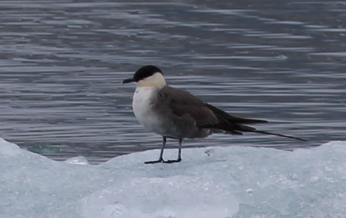 Long-tailed Jaeger - ML620678530