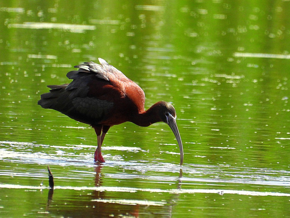 Glossy Ibis - Michael Musumeche