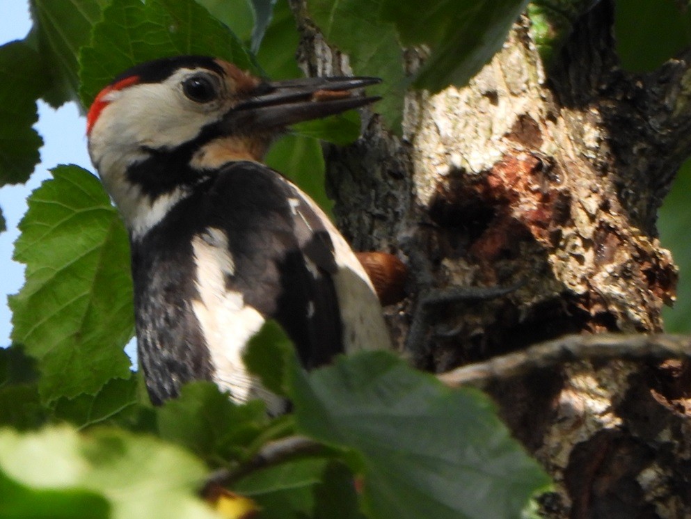 Syrian Woodpecker - ML620678535