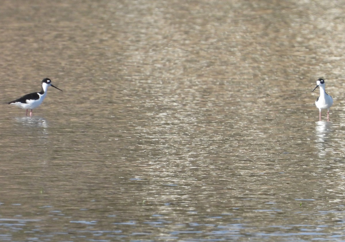 Black-necked Stilt - ML620678537