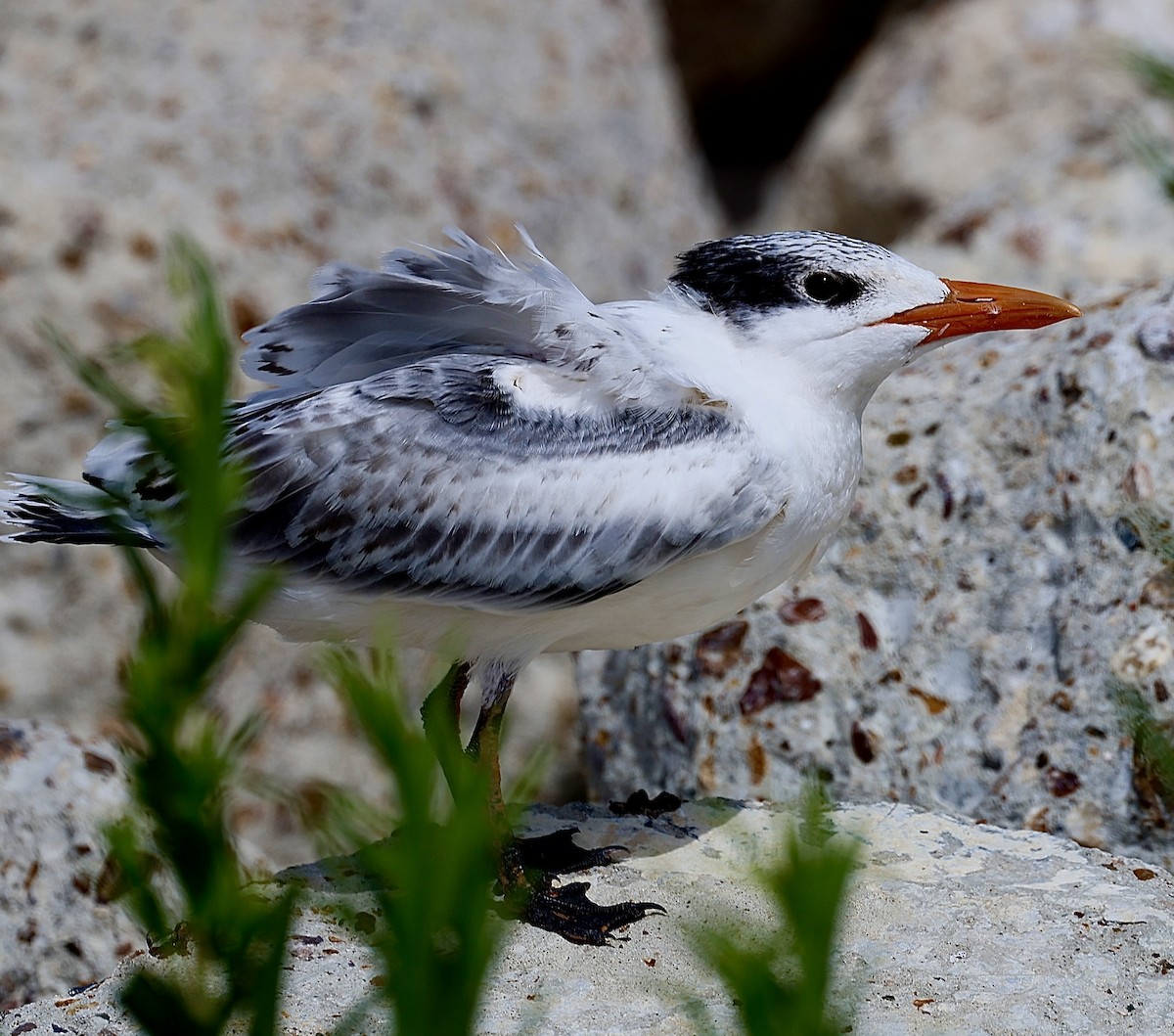 Royal Tern - ML620678544