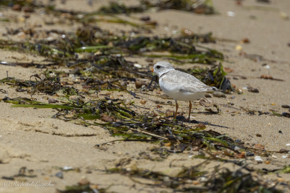 Piping Plover - ML620678550