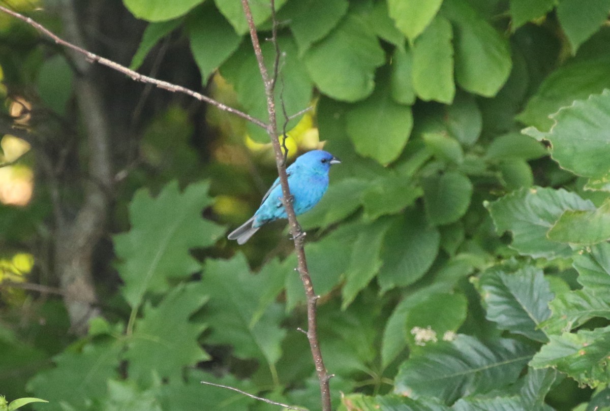 Indigo Bunting - James (Jim) Holmes