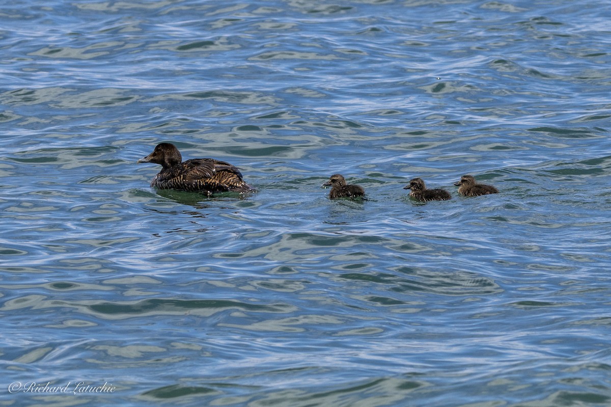 Common Eider - ML620678560