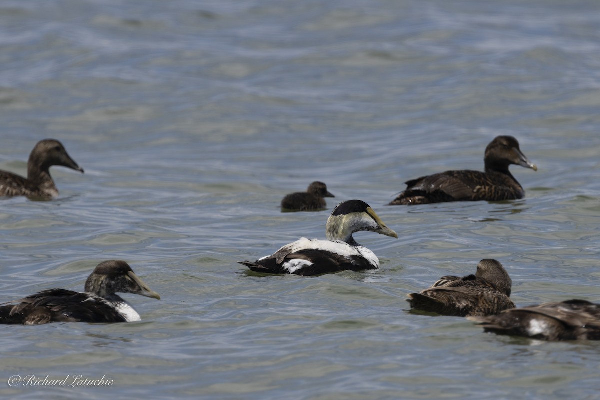 Common Eider - Richard Latuchie