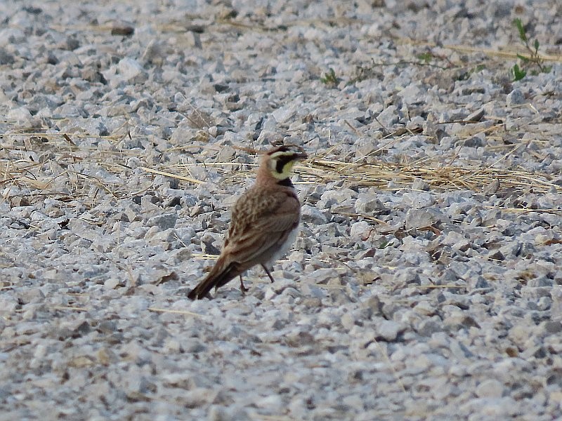 Horned Lark - ML620678562