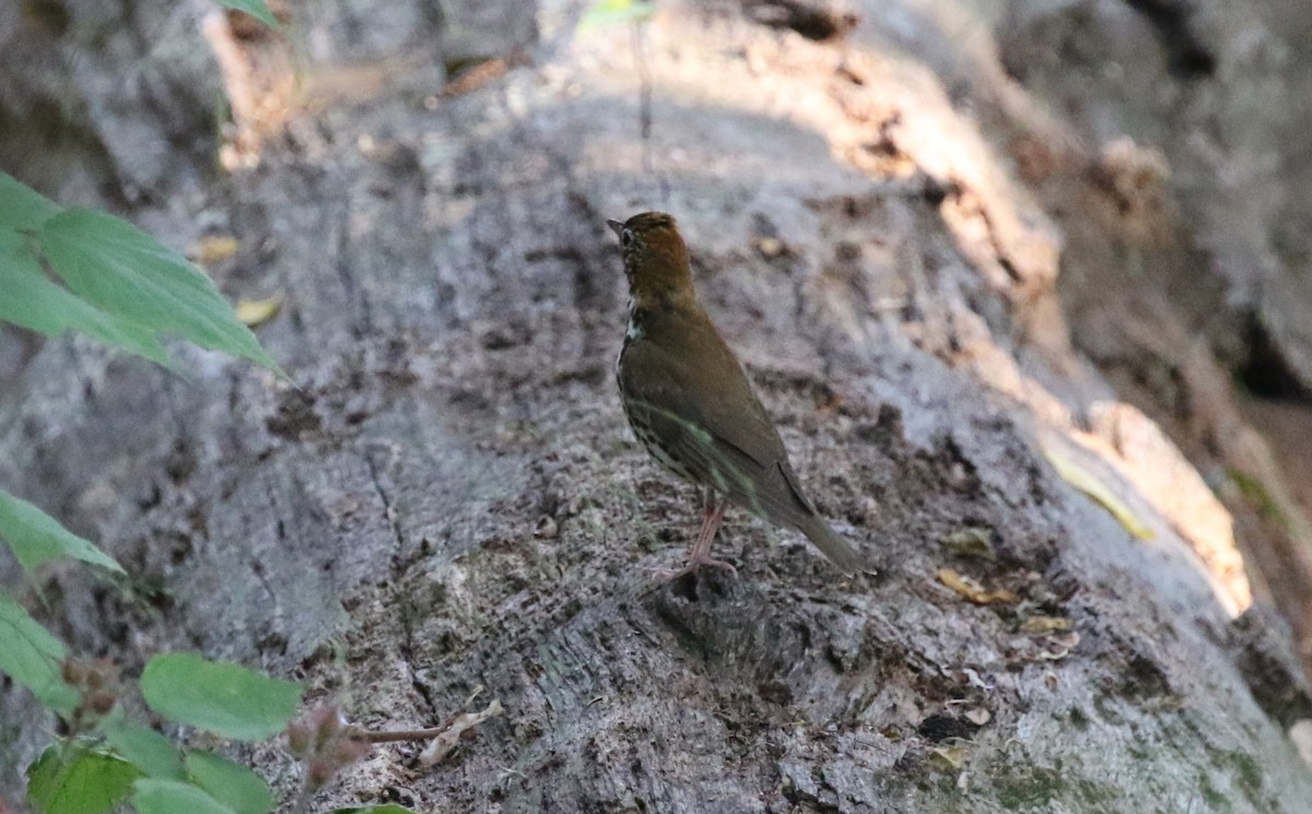 Wood Thrush - ML620678563