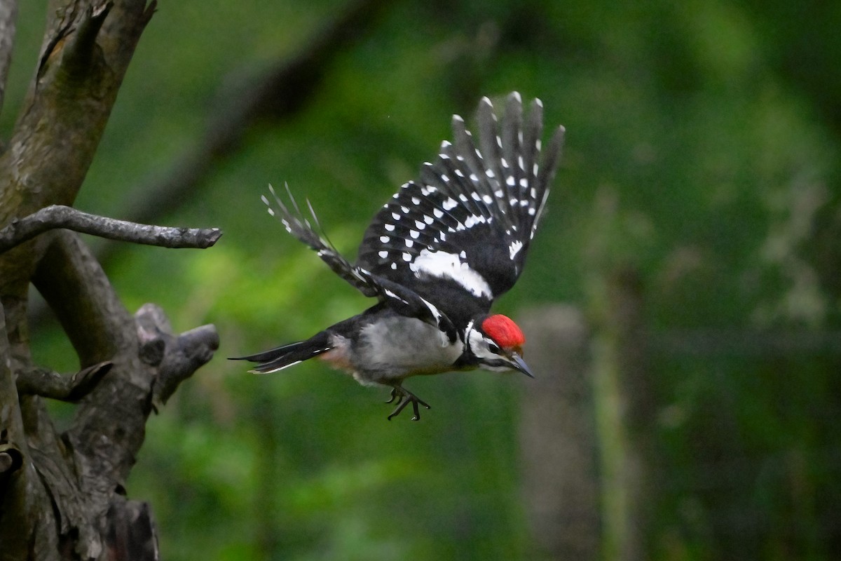 Great Spotted Woodpecker - ML620678564