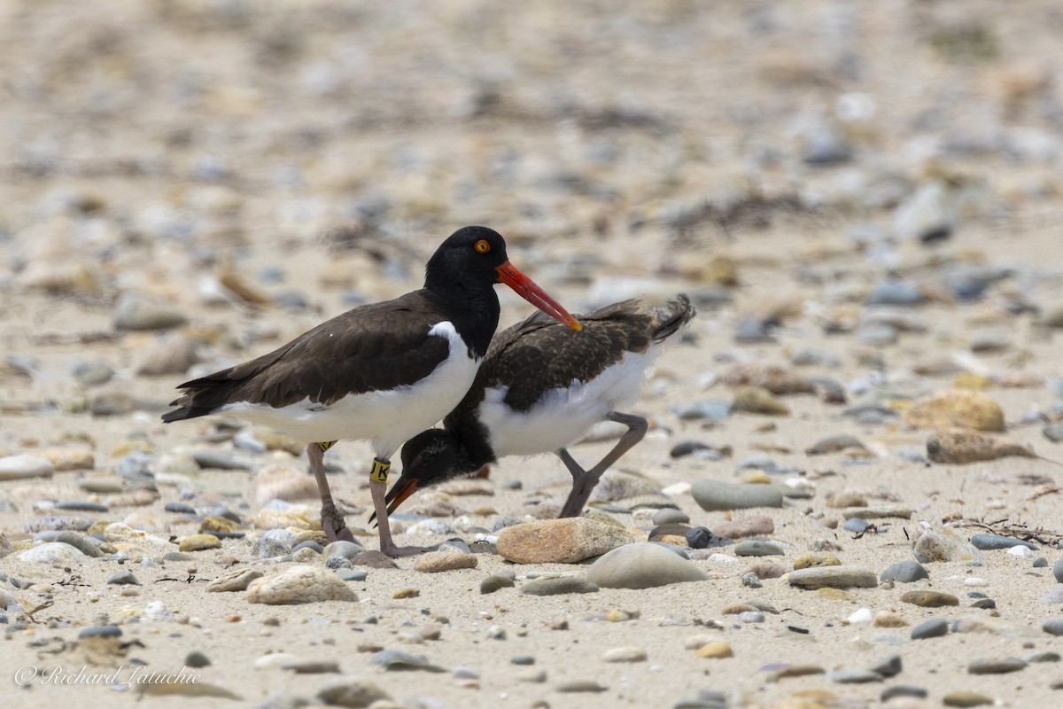 American Oystercatcher - ML620678565